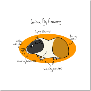 Guinea Pig Anatomy Posters and Art